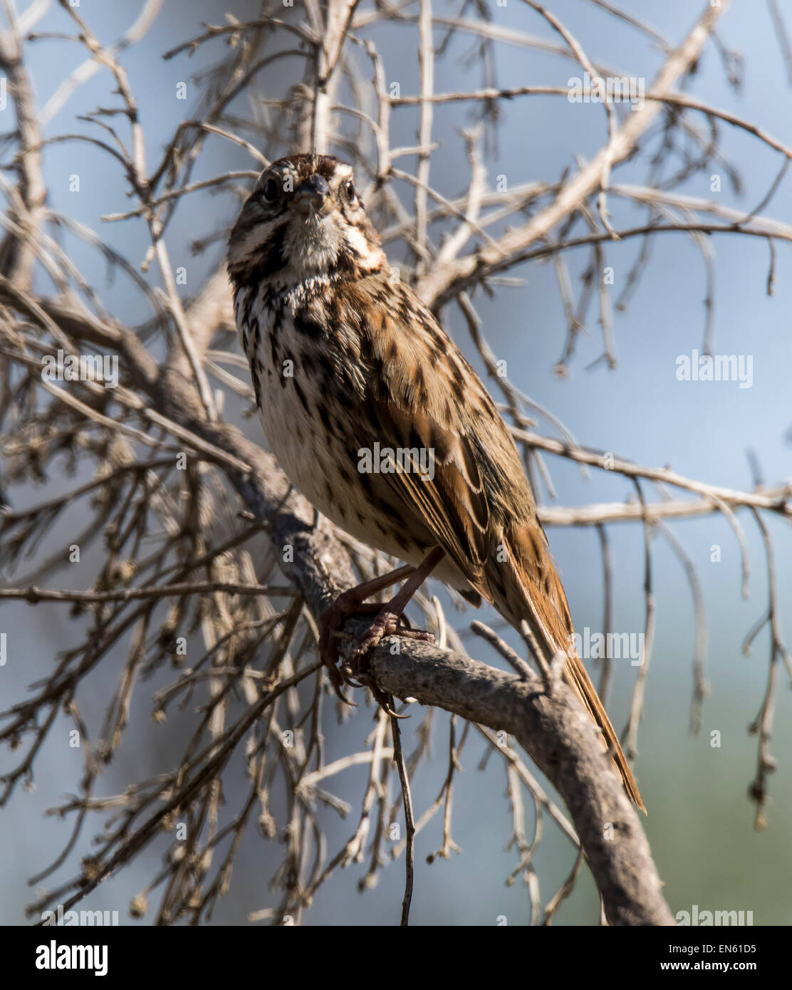 Song Sparrow (Melospiza melodia) sitting in tree branches Stock Photo