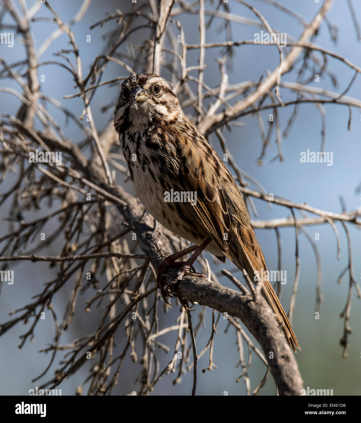 Song Sparrow (Melospiza melodia) sitting in tree branches Stock Photo