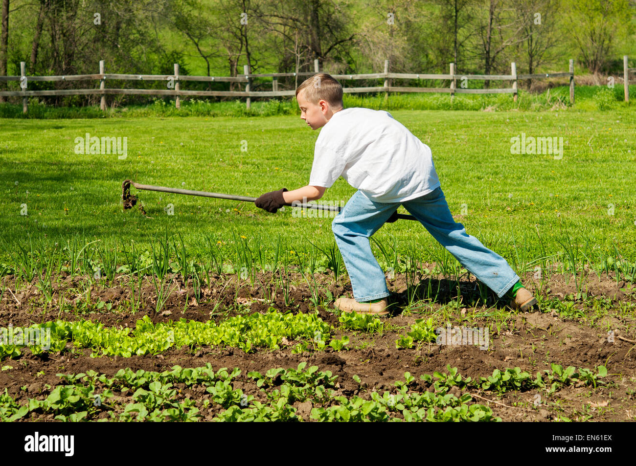 Boy using hoe to weed vegetables in garden Stock Photo