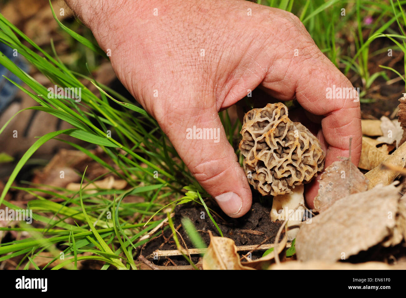 picking morel mushroom Stock Photo Alamy