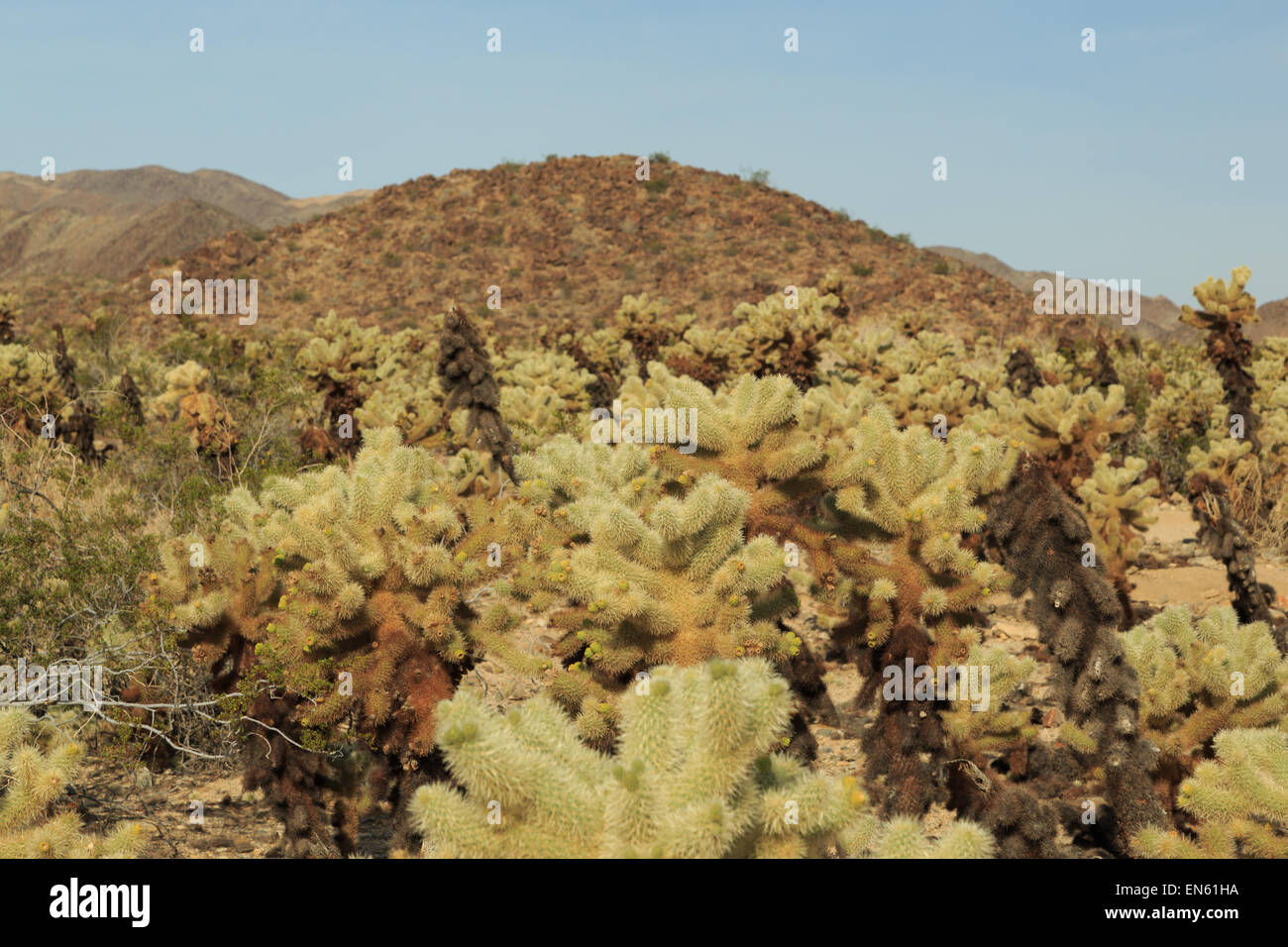 A photograph of some Cholla Cacti in Cholla Cactus Garden in Joshua Tree National Park, in California, USA. Stock Photo