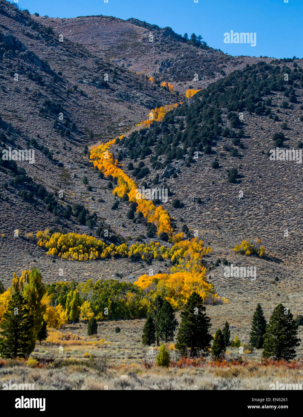 Golden aspen along side of a stream coming down a mountain in the Sierra Nevada  mountains  in California Stock Photo