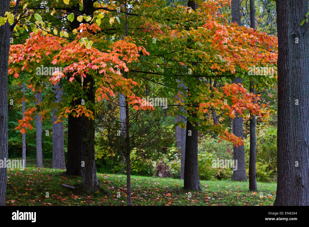 Brilliant fall leaves in Finger Lakes, New York Stock Photo
