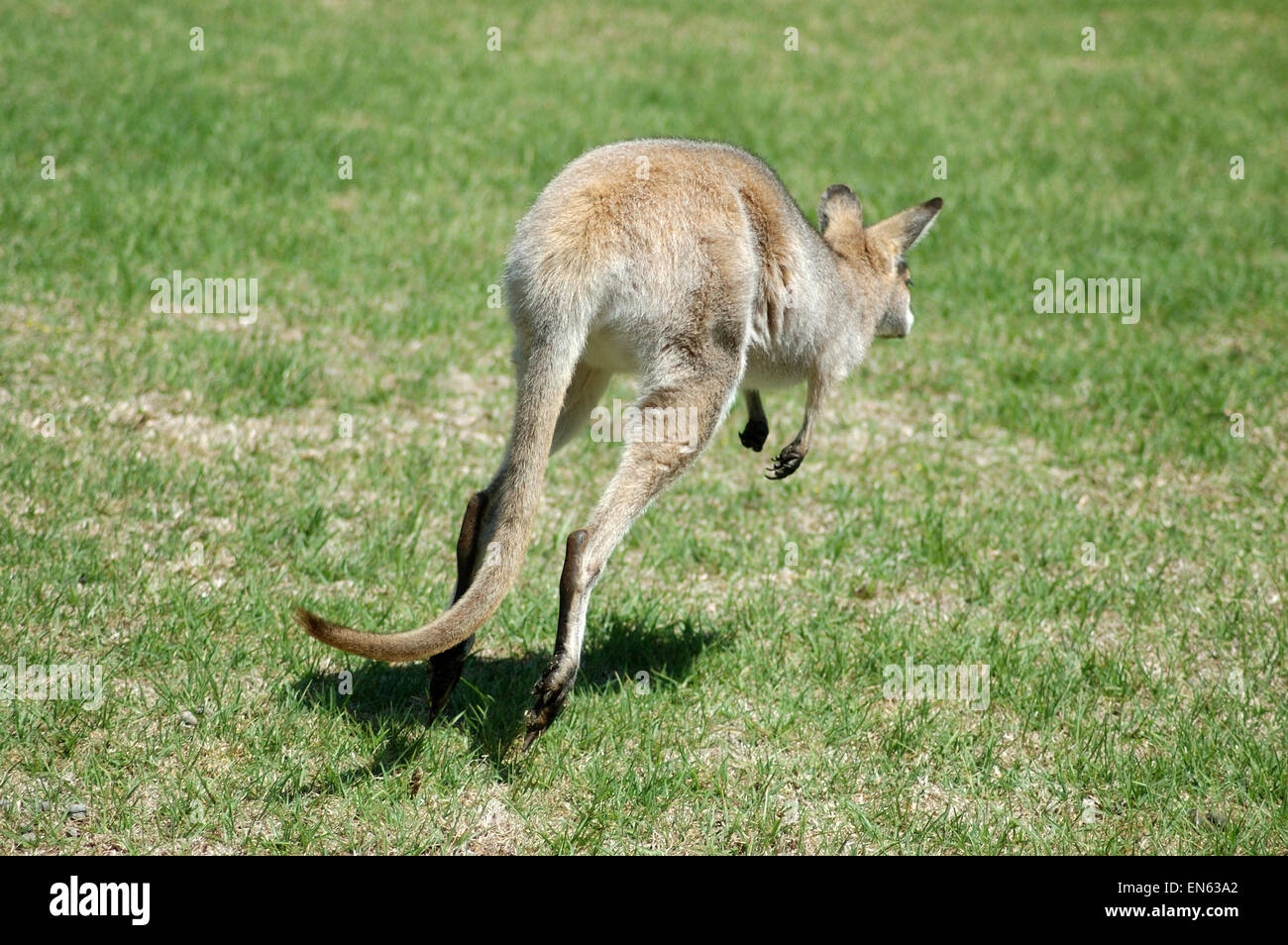 Red-necked wallaby, Macropus rufogriseus, also known as the Brush wallaby, Brush kangaroo, Brusher, or Red wallaby. Stock Photo