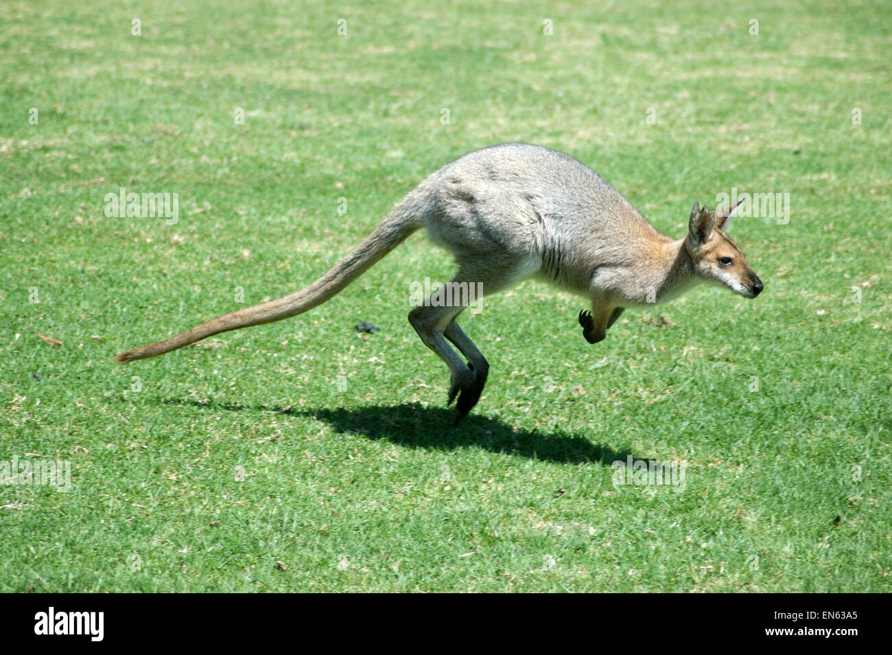Red-necked wallaby, Macropus rufogriseus, also known as the Brush wallaby, Brush kangaroo, Brusher, or Red wallaby. Stock Photo
