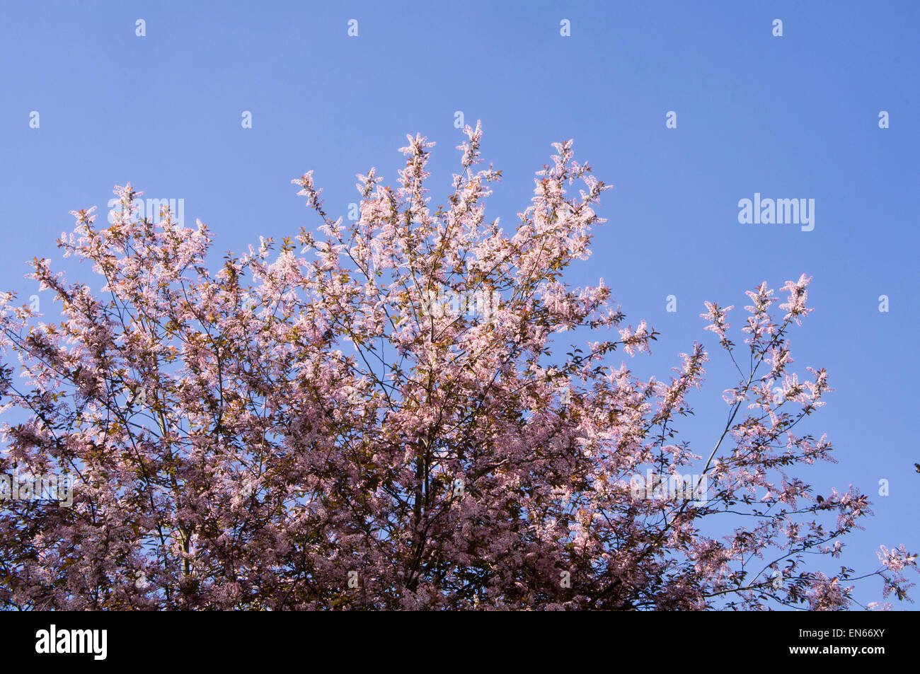 European Bird Cherry Prunus padus Colorata blossom Stock Photo