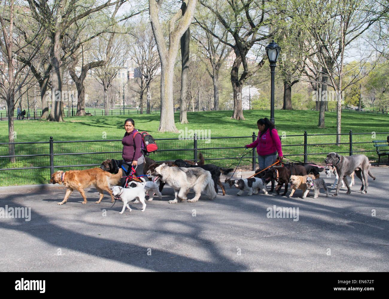 Professional female dog walkers with packs of dogs walk through Central Park, NYC, USA Stock Photo