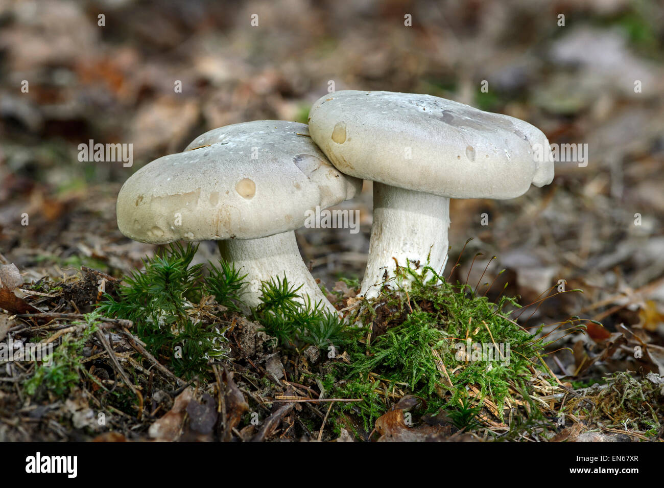Cloud funnel fungi (Lepista nebularis), wood-decomposing fungi ( saprobionts), poisonous, Switzerland Stock Photo