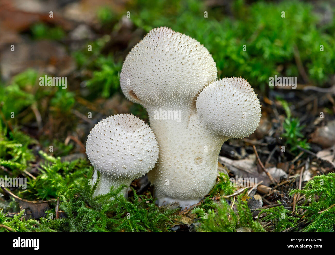 Common puffball (Lycoperdon perlatum) covered with pale, short cone-shaped spines, saprobic fungi, edible, Switzerland Stock Photo