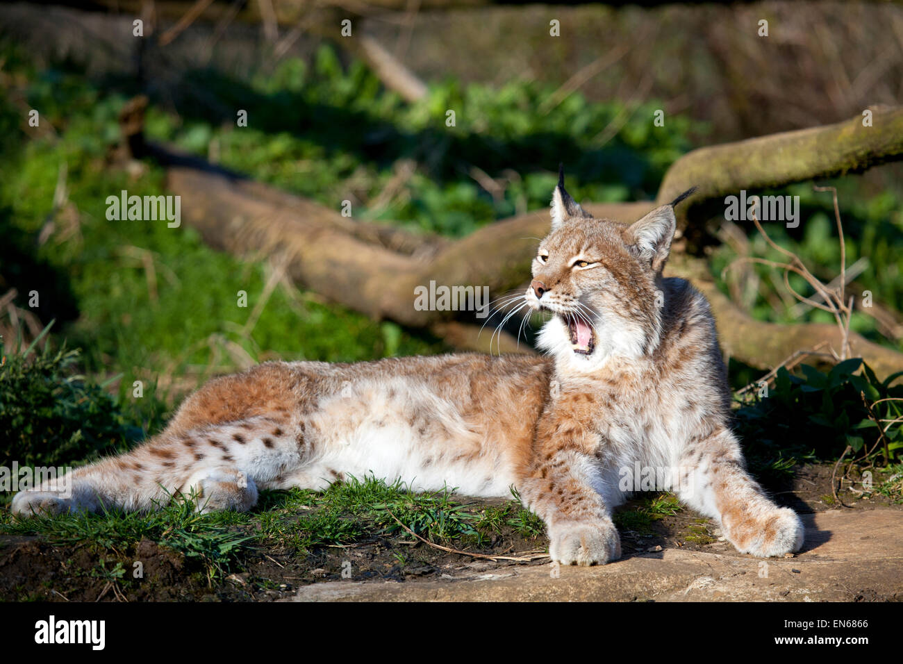 A single European Lynx yawning in the sun Stock Photo