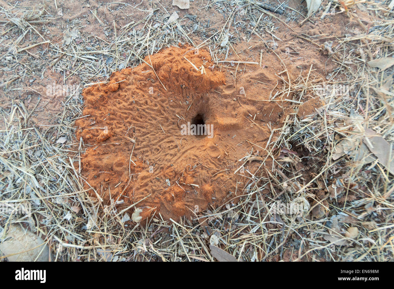 Entrance of an Ant Nest, Mitchell Plateau, Kimberley Region, Western Australia, WA, Australia Stock Photo