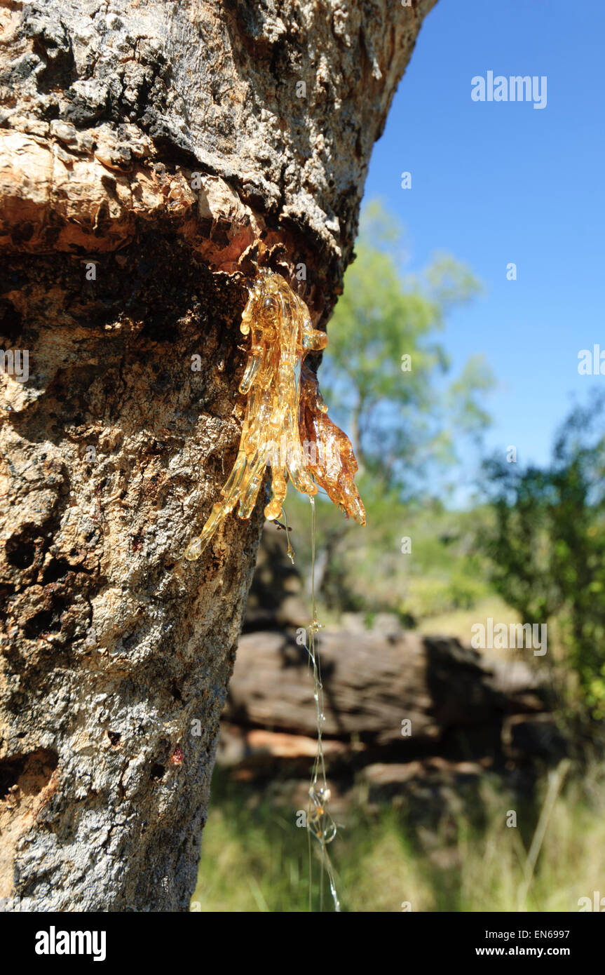 Bleeding sap hires stock photography and images Alamy
