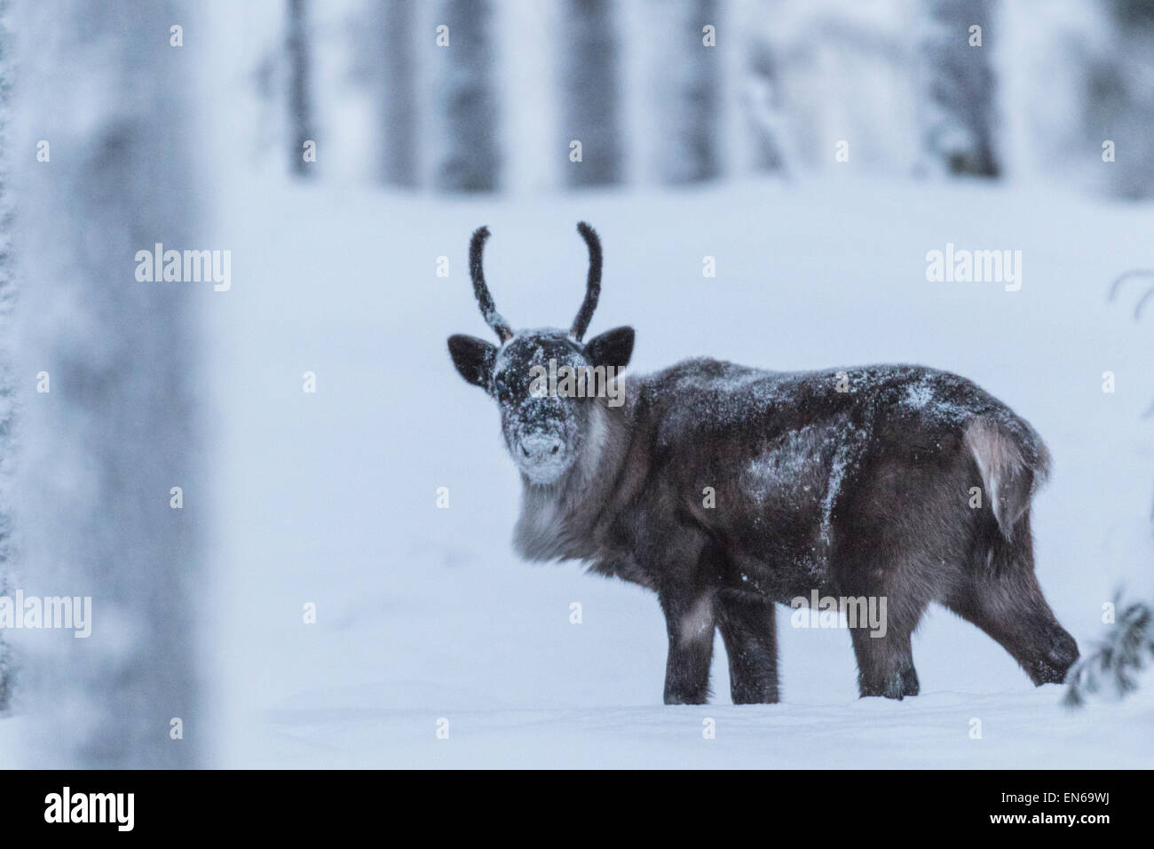 Reindeer with snow in his face looking into camera, Gällivare Sweden Stock Photo