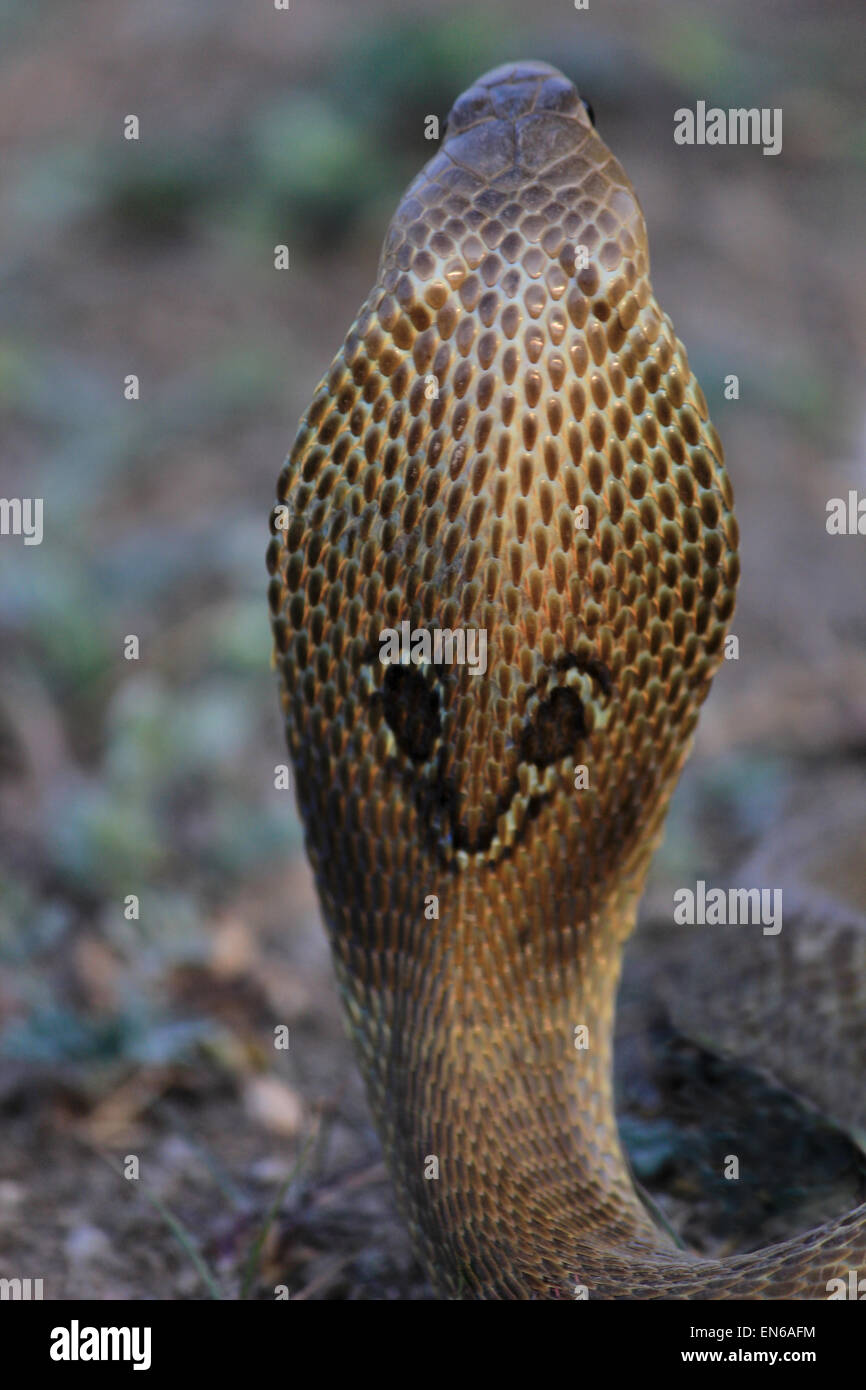 Spectacled Cobra. Naja Naja. Venomous, Common. Elapidae, Pune Stock 