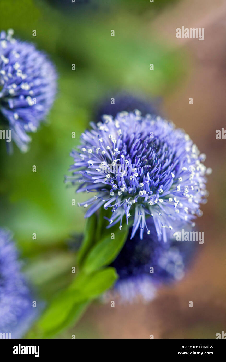 Globe Daisy, Globularia punctata, flowering Stock Photo