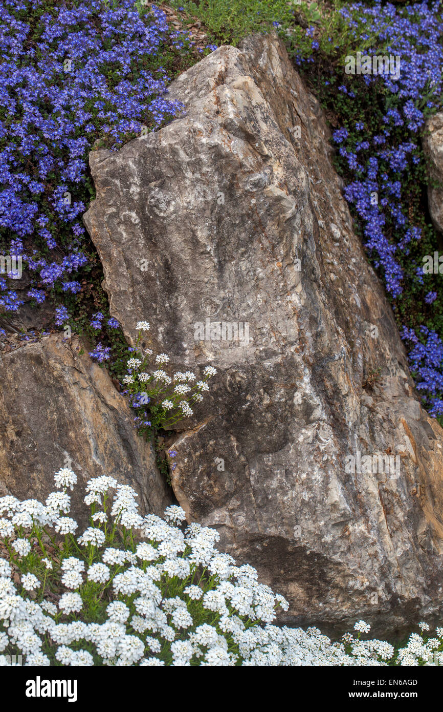 Veronica liwanesis, Iberis sempervirens, evergreen candytuft, perennial candytuft on rock garden Stock Photo