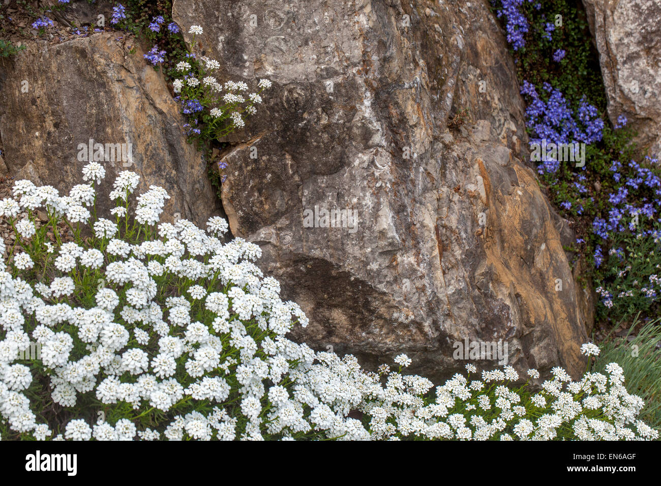 Veronica Iberis sempervirens, evergreen candytuft on rock garden Stock Photo