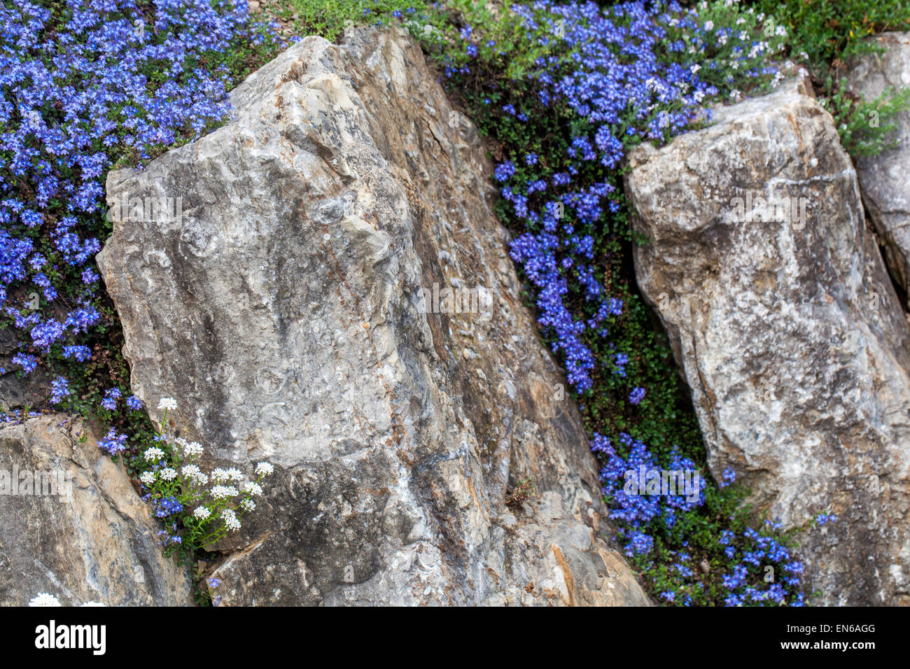Veronica liwanesis, Iberis sempervirens, evergreen candytuft rockery garden plant growing in rock alpine plant garden Stock Photo