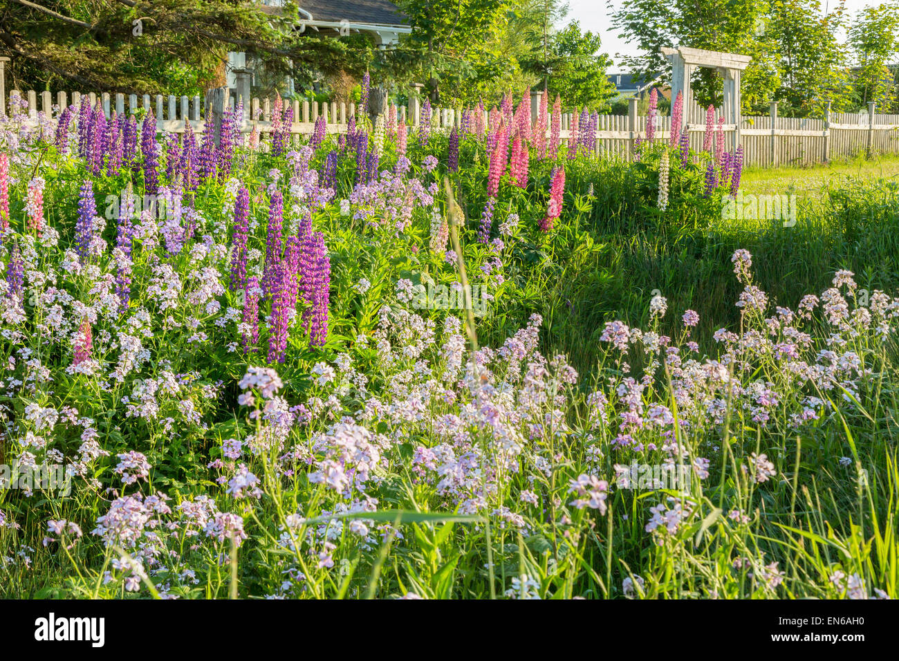 Garden of wildflowers, lupins and phlox (sweet rocket) alongside a fence. Stock Photo