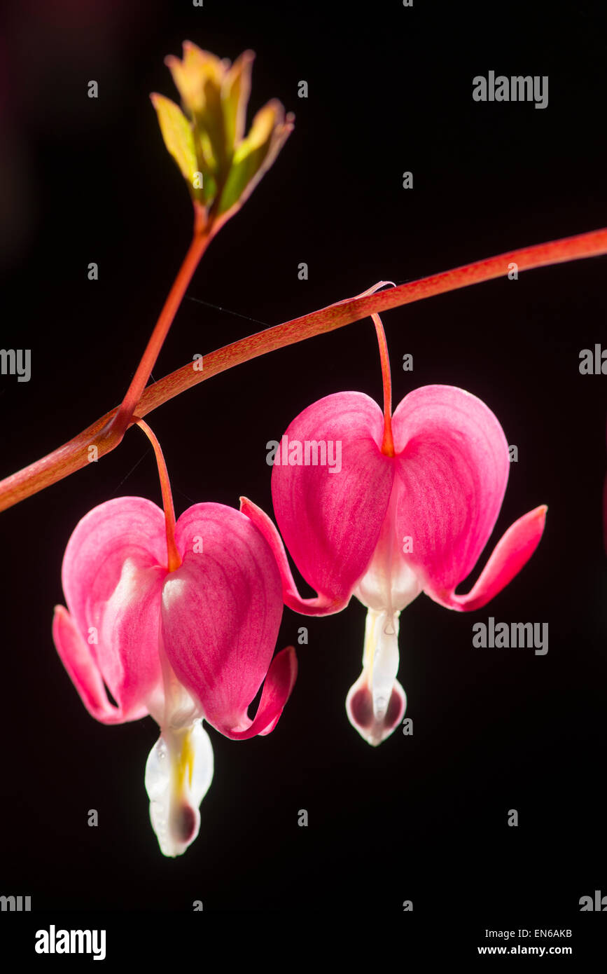 Bleeding Heart: Lamprocapnos spectabilis (synonym Dicentra spectabilis) Stock Photo