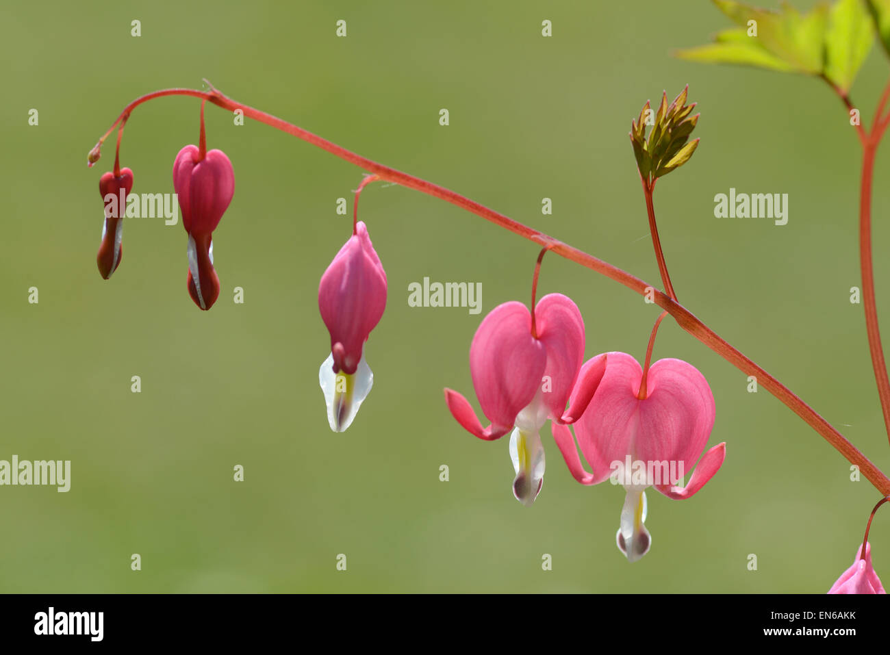 Bleeding Heart: Lamprocapnos spectabilis (synonym Dicentra spectabilis) Stock Photo