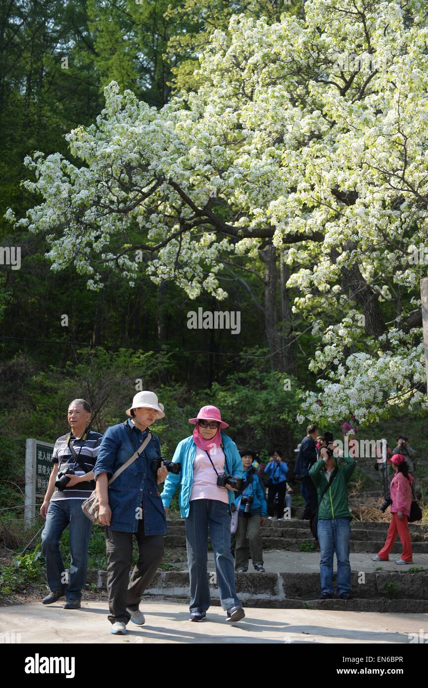 Anshan, China's Liaoning Province. 29th Apr, 2015. Tourists take pictures of pear blossom at Qianshan scenic spot in Anshan City, northeast China's Liaoning Province, April 29, 2015. Credit:  Pan Yulong/Xinhua/Alamy Live News Stock Photo