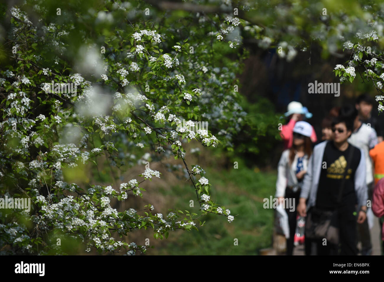 Anshan, China's Liaoning Province. 29th Apr, 2015. Tourists take pictures of pear blossom at Qianshan scenic spot in Anshan City, northeast China's Liaoning Province, April 29, 2015. Credit:  Pan Yulong/Xinhua/Alamy Live News Stock Photo