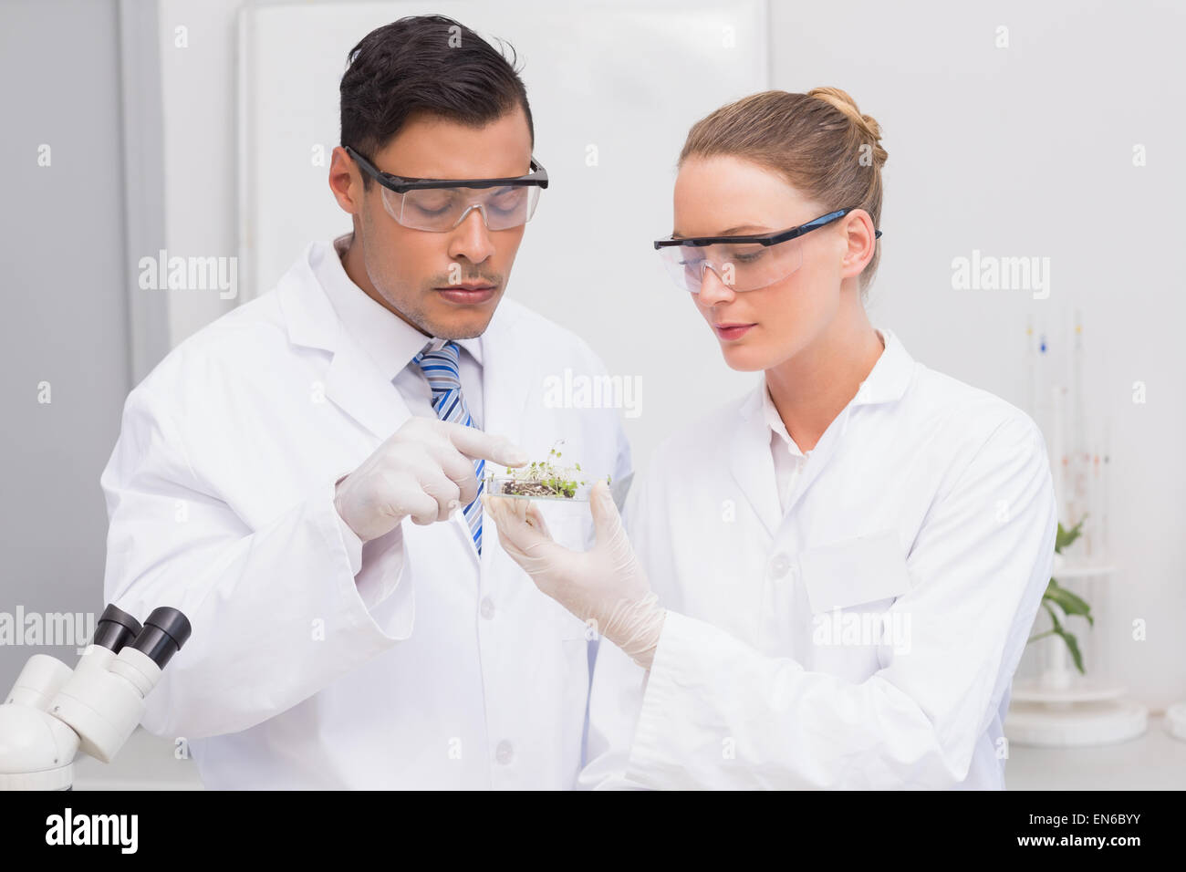 Scientists holding a petri dish with tests of plants Stock Photo