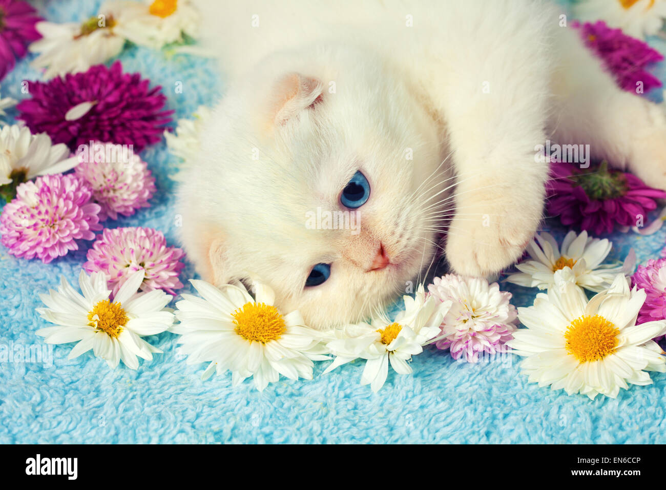 Little kitten lying among the flowers Stock Photo - Alamy