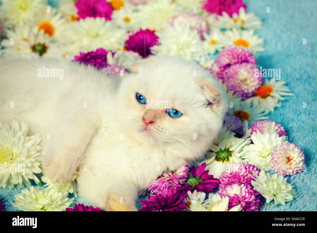 Little kitten lying among the flowers Stock Photo - Alamy