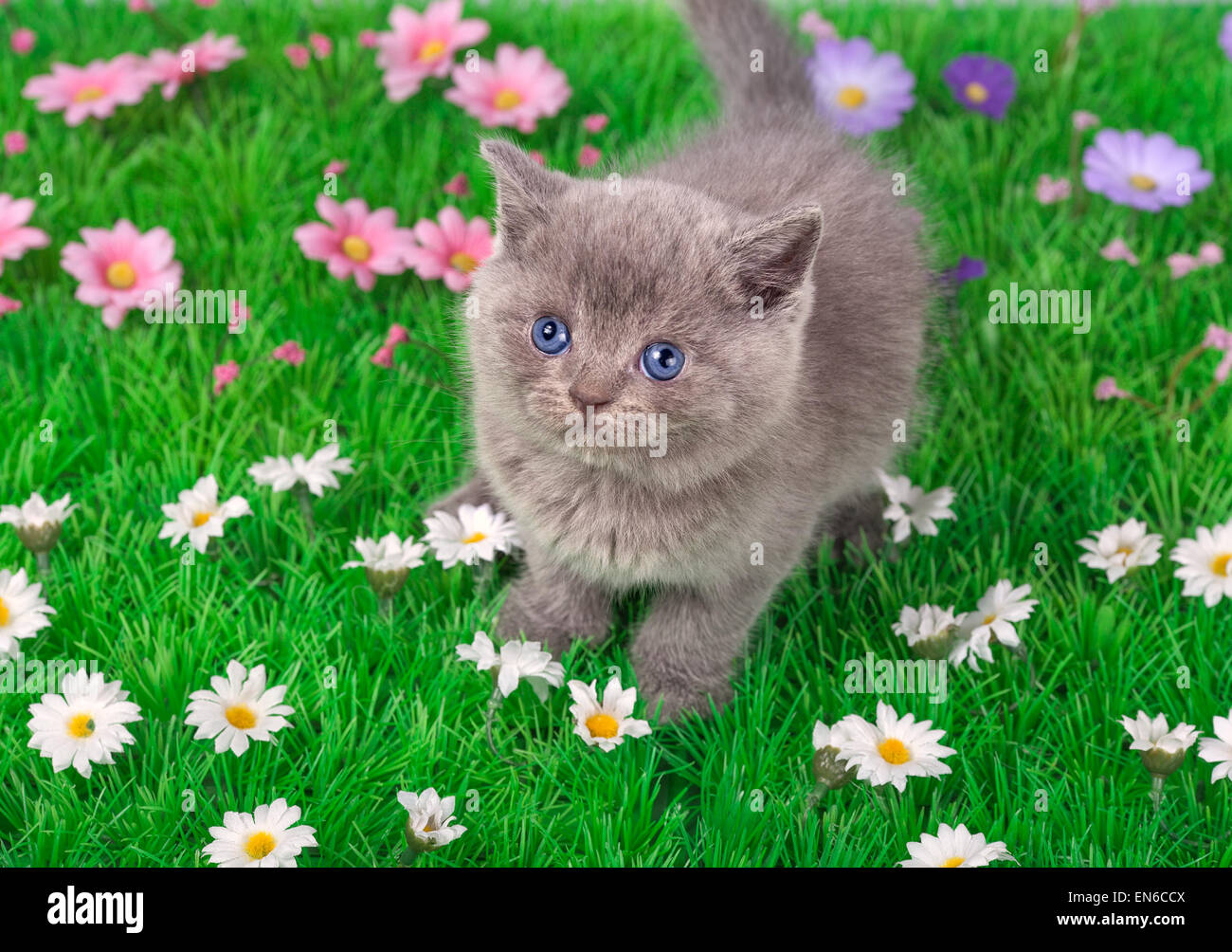 Little kitten on flower lawn Stock Photo - Alamy