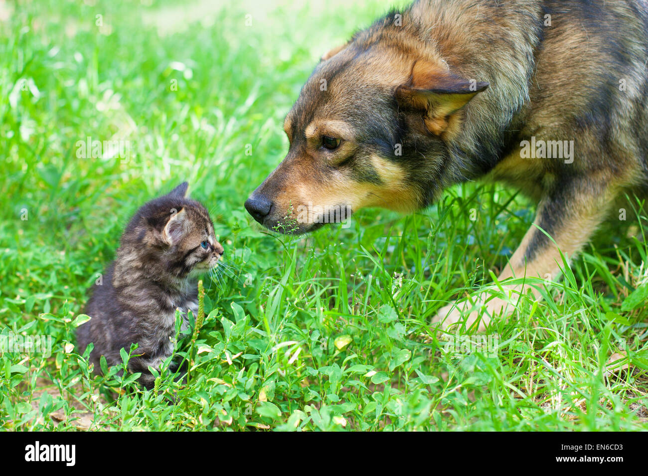 Big dog sniffing little kitten outdoors Stock Photo Alamy