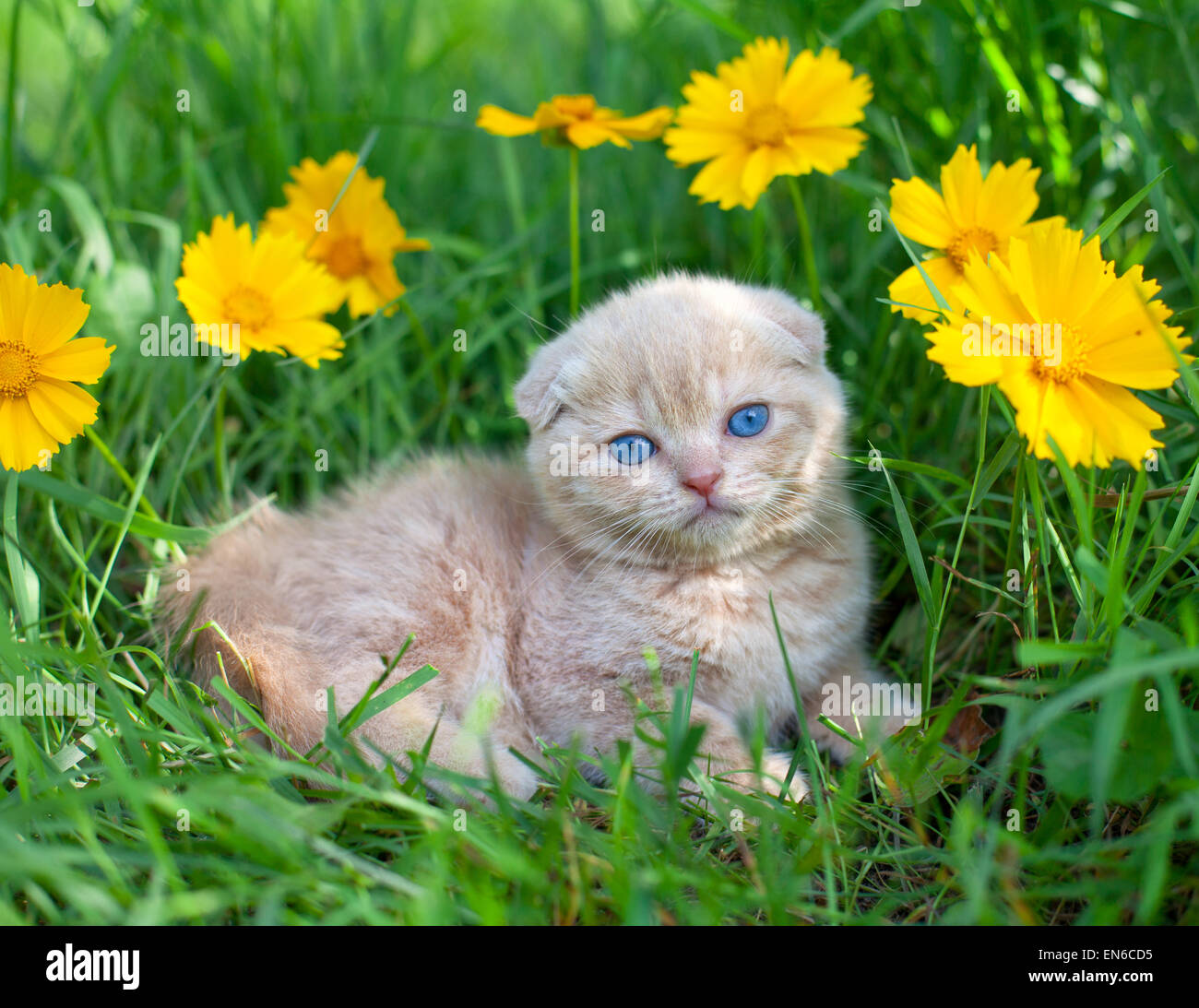Cute kitten on the grass with flowers Stock Photo - Alamy