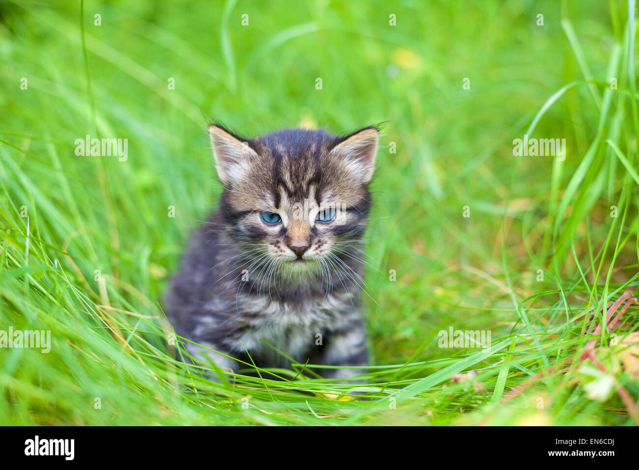 Cute little kitten walking on the grass Stock Photo - Alamy