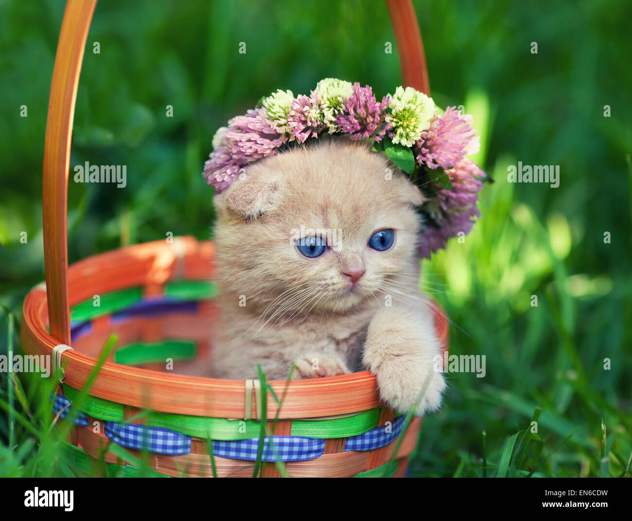 Cute kitten crowned with chaplet in a basket Stock Photo