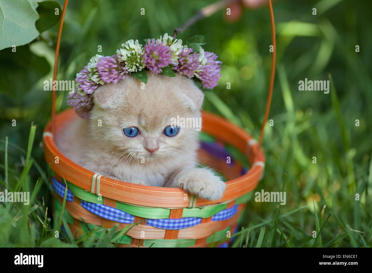 Cute kitten crowned with chaplet in a basket Stock Photo