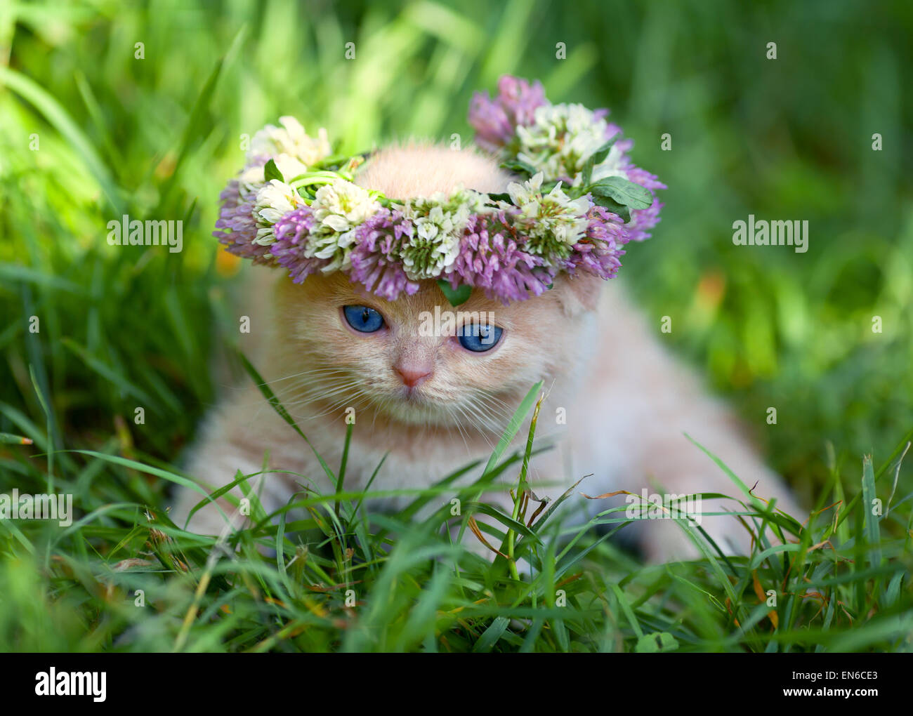 Cute little kitten crowned with a flower chaplet sits on the grass Stock Photo