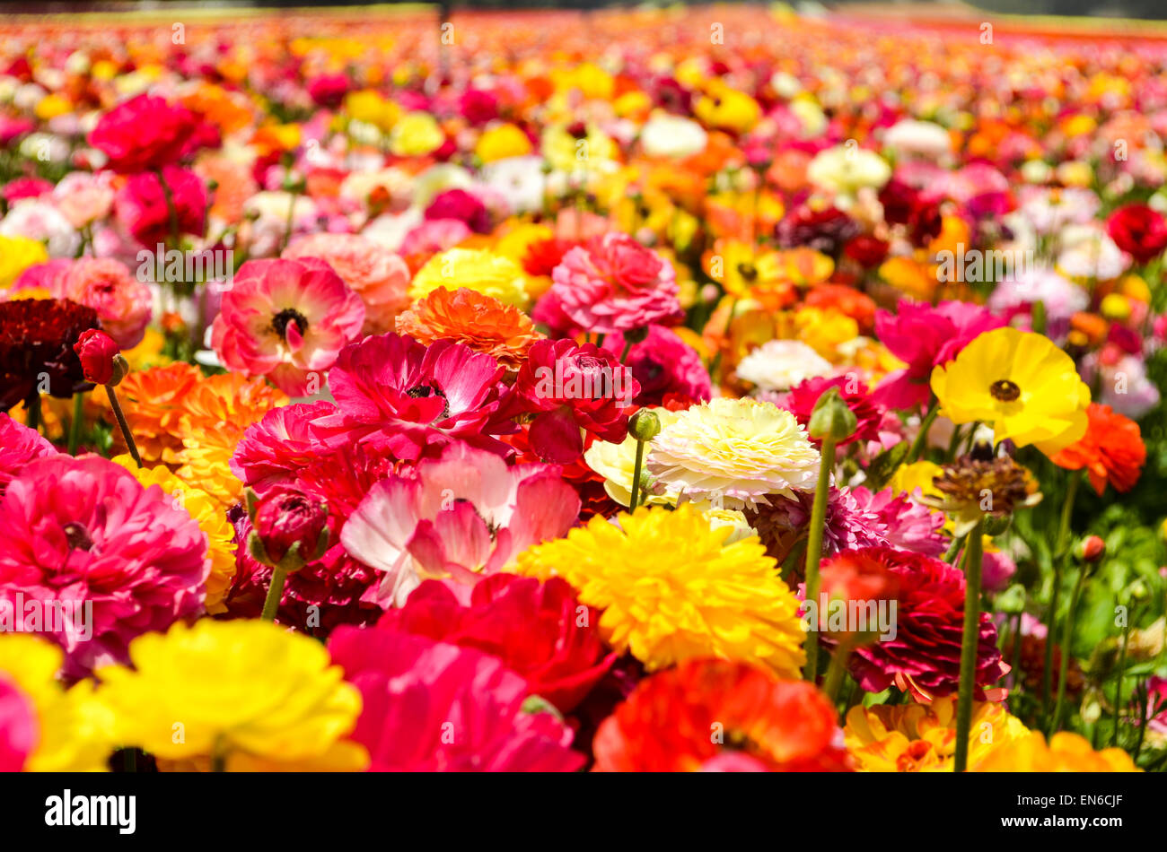 A field of multicolor cultivated Buttercup (Ranunculus) flowers for ...