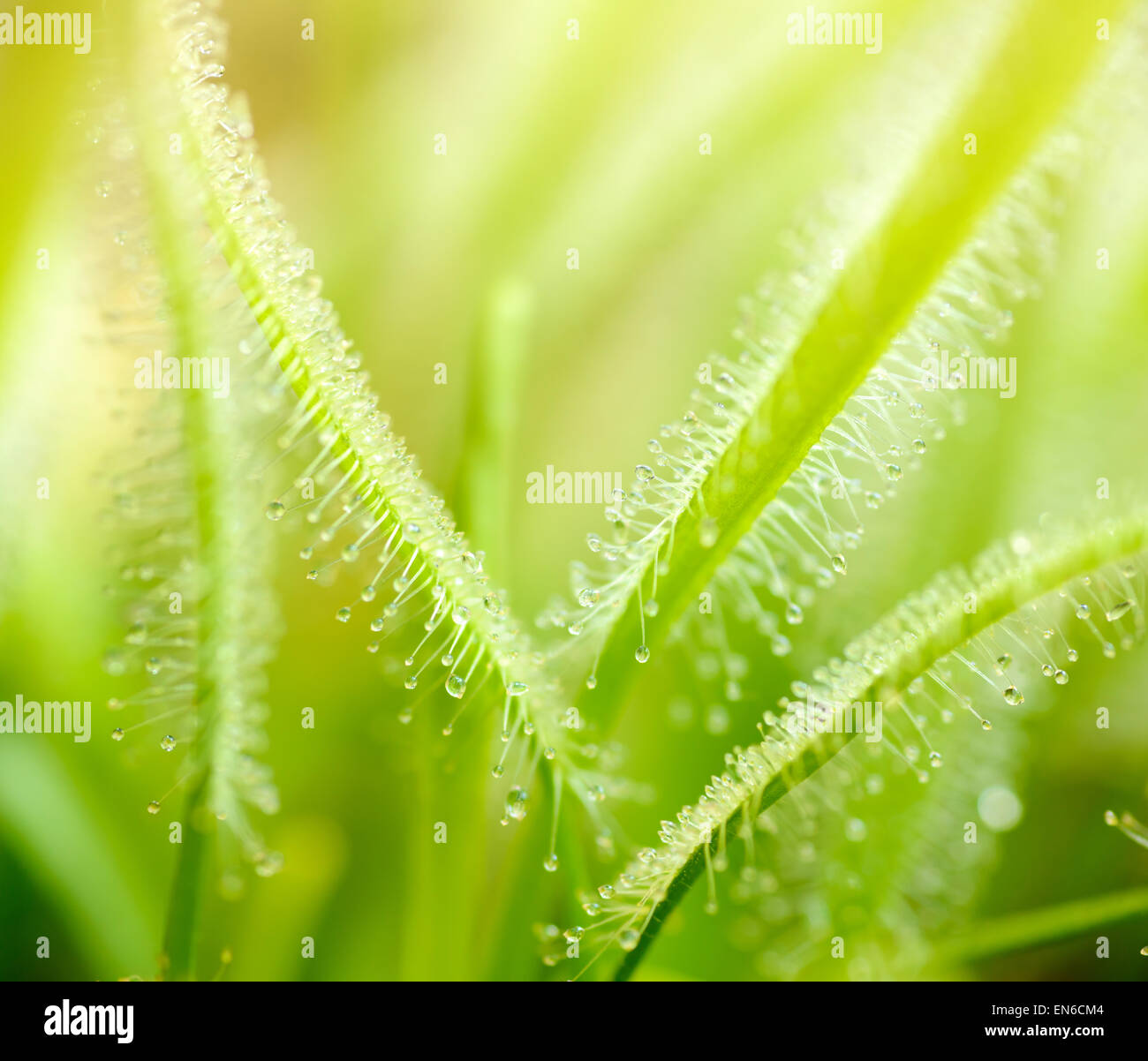 Plants and trees: green leaves of sundews, sunlight from above, abstract natural background Stock Photo