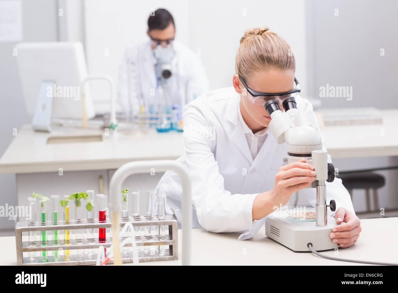Scientist examining petri dish with microscope Stock Photo - Alamy