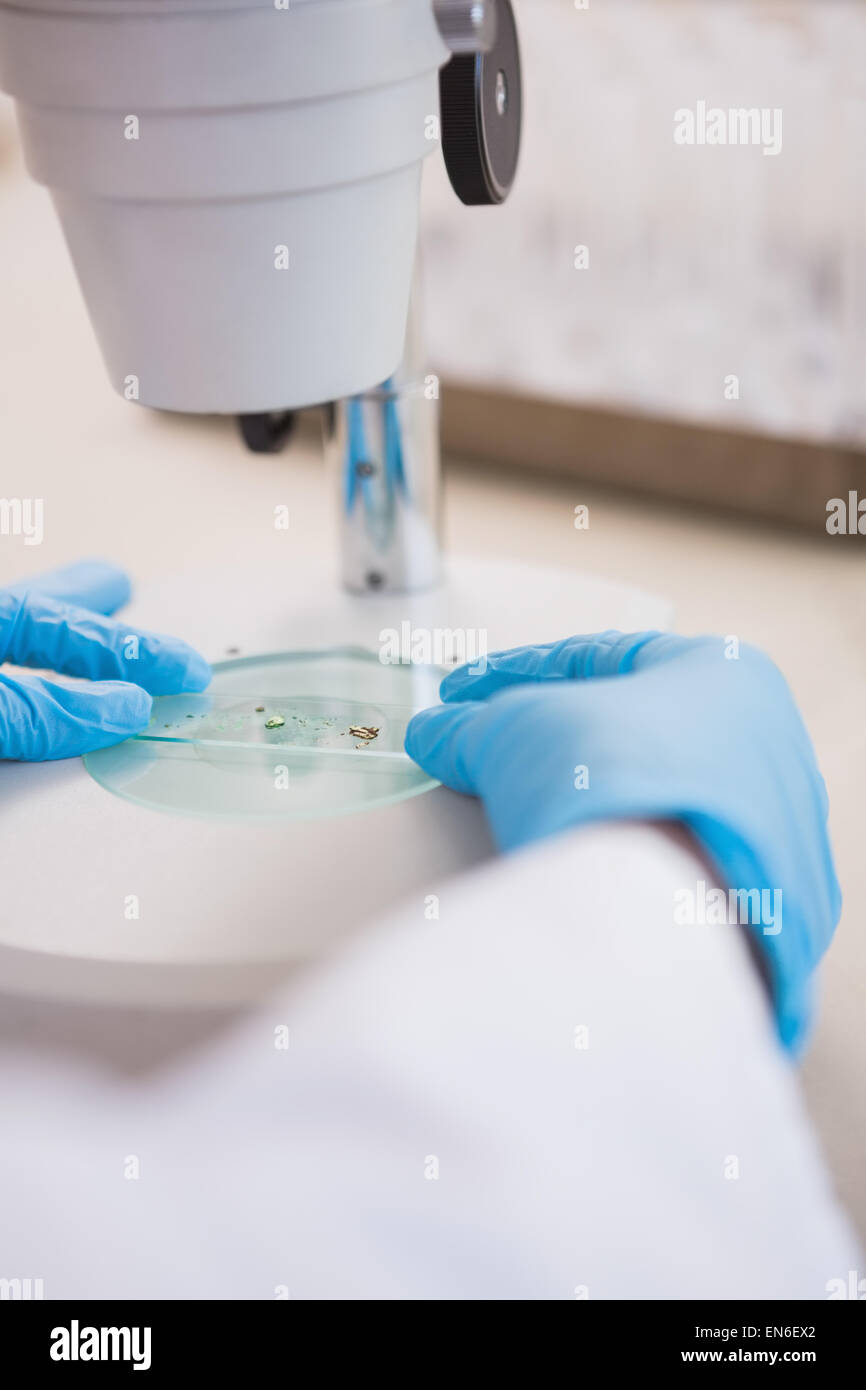 Scientist looking at petri dish under microscope Stock Photo Alamy
