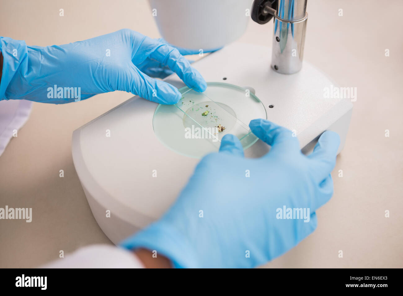 Scientist examining petri dish under microscope Stock Photo Alamy
