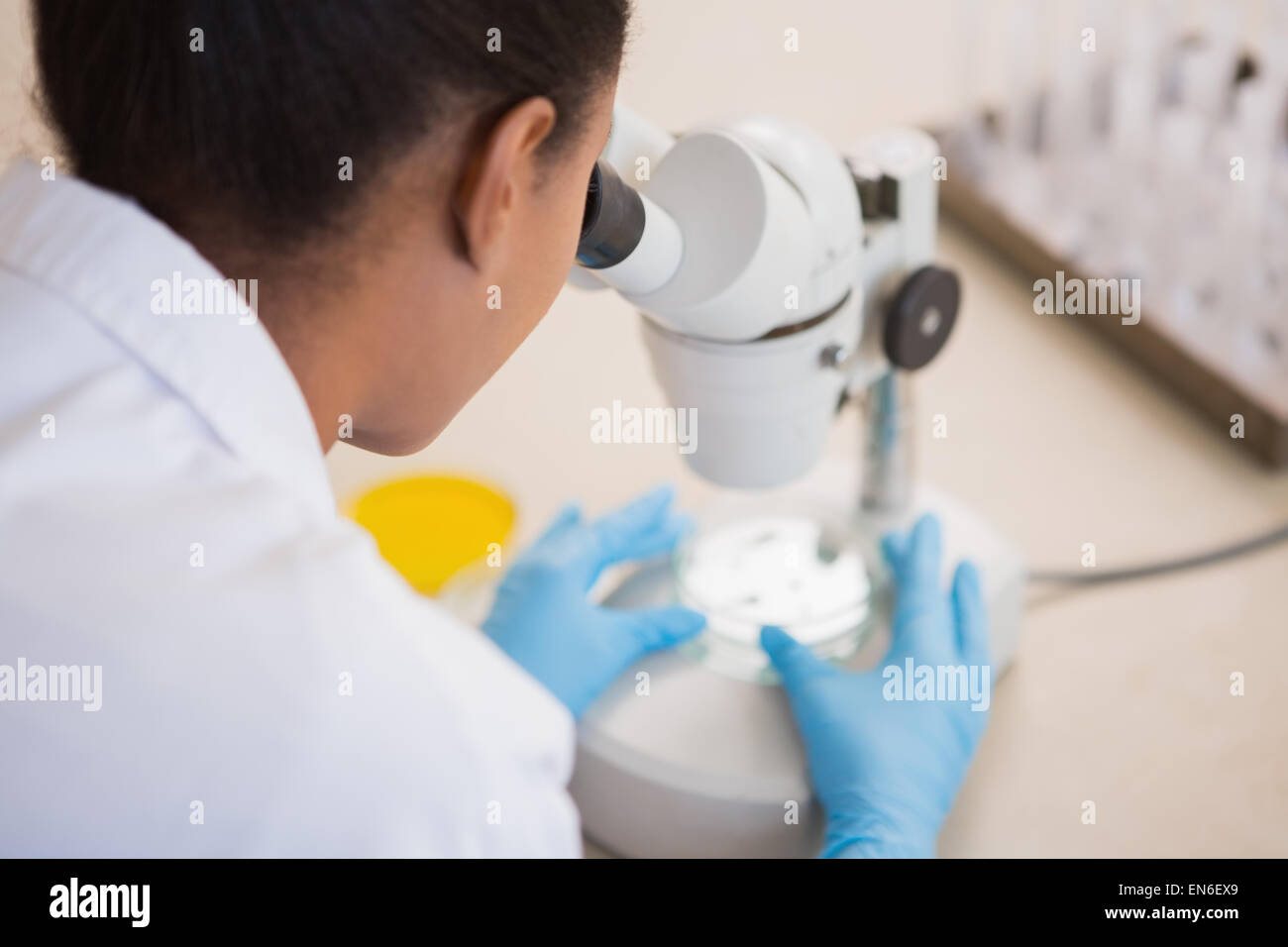 Scientist examining petri dish under microscope Stock Photo - Alamy