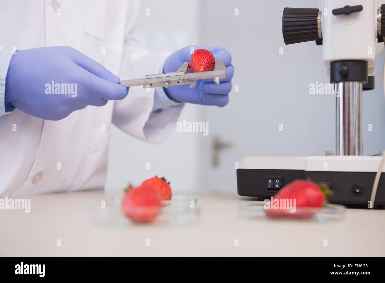 scientist measuring strawberries Stock Photo - Alamy