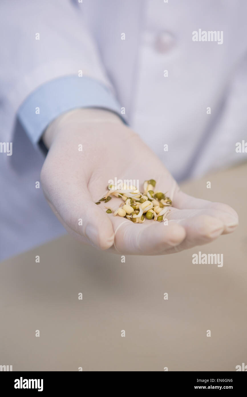 Scientist holding wheat seed Stock Photo