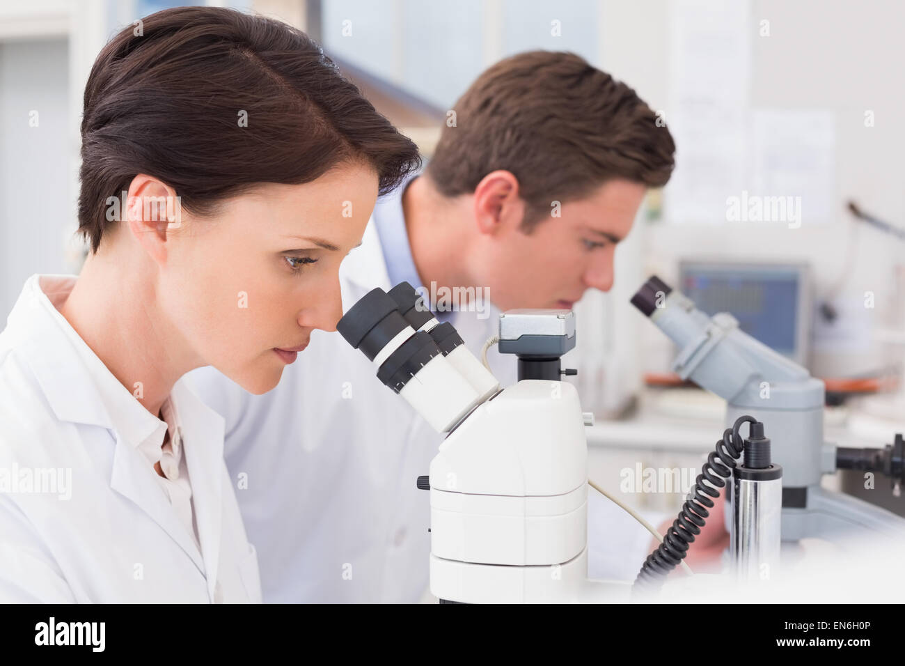 Scientists looking attentively in microscopes Stock Photo