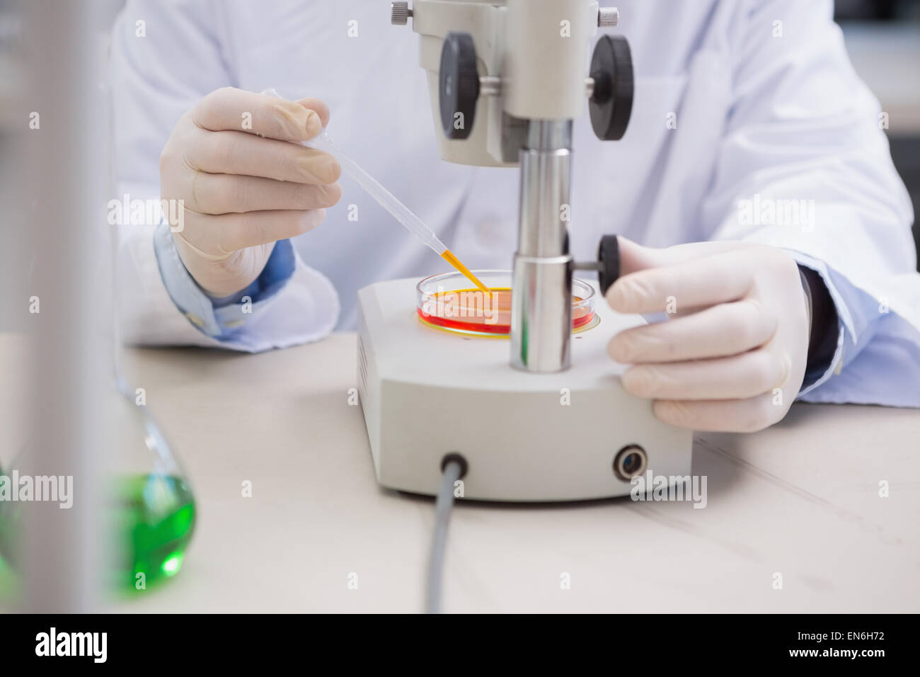 Scientist examining petri dish with microscope Stock Photo - Alamy