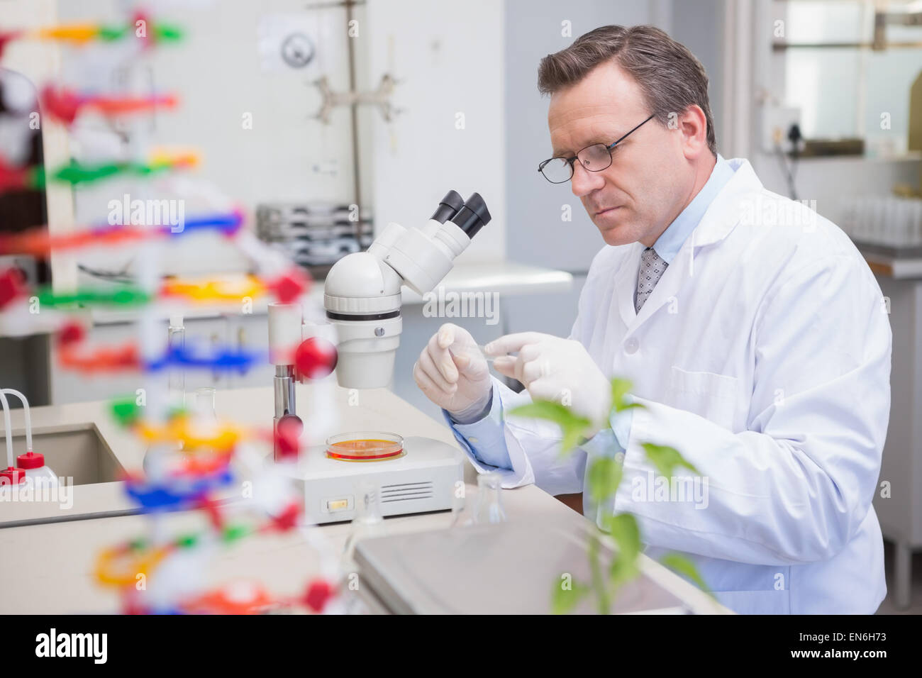 Scientist examining petri dish with microscope Stock Photo - Alamy