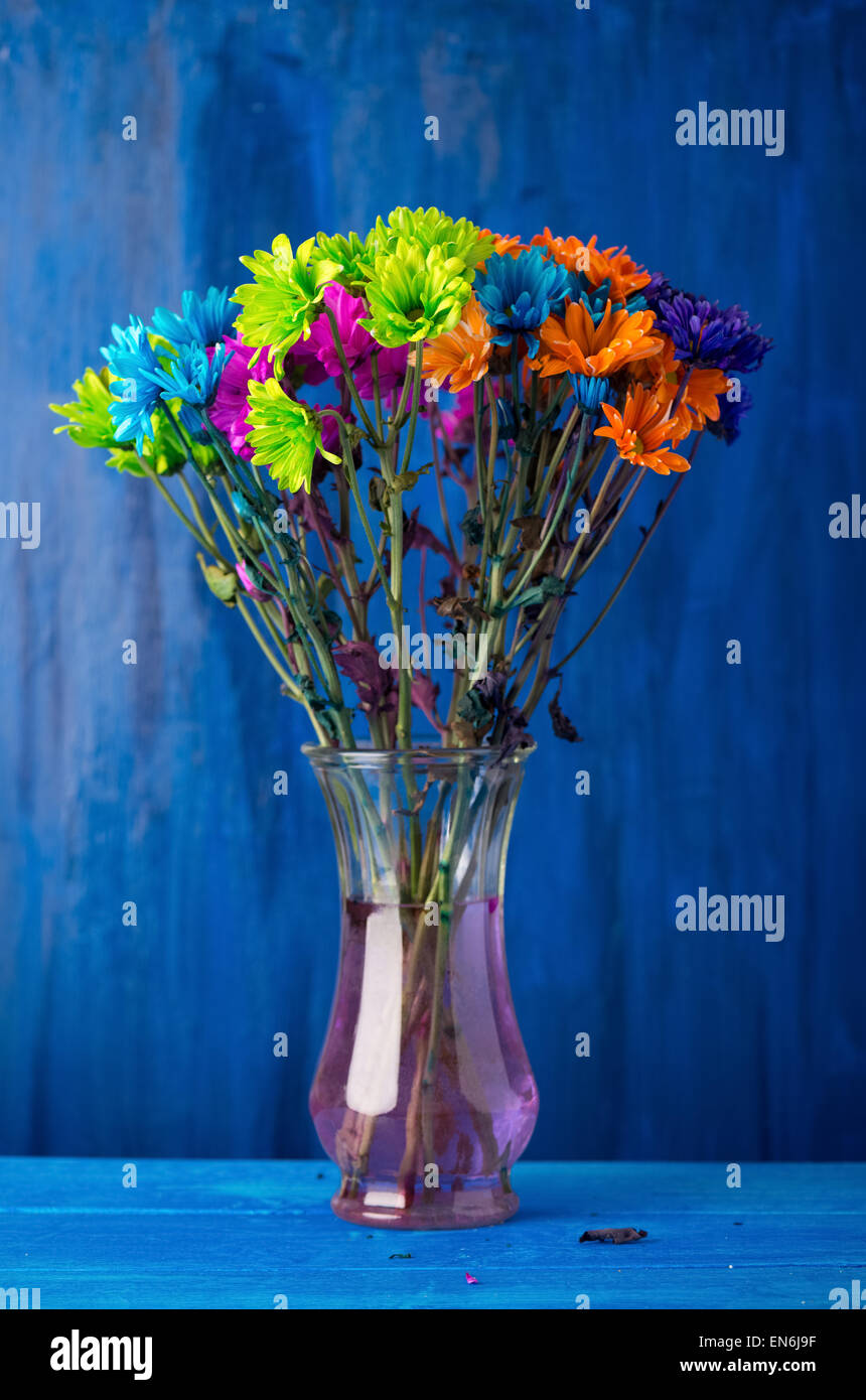 Bouquet of very brightly colored daisies in vase against blue background Stock Photo