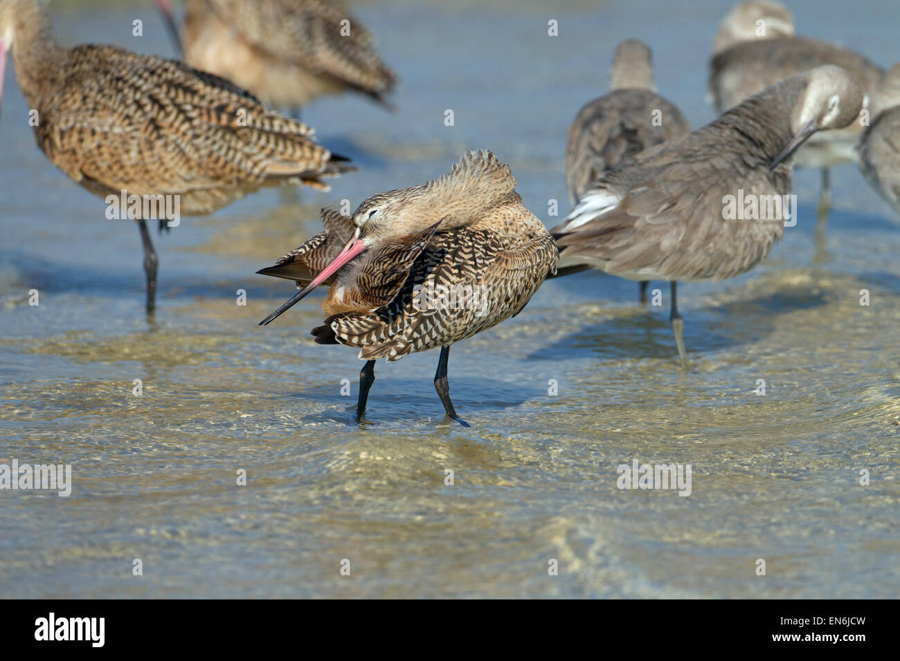 Marbled Godwits Limosa fedoa and Willets resting March Fort Myers beach Gulf coast Florida USA Stock Photo